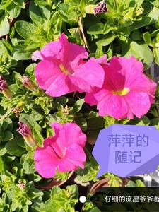 萍萍老师的生活日记百家号